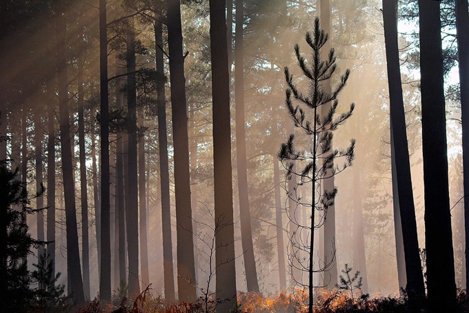 0002 New Forest