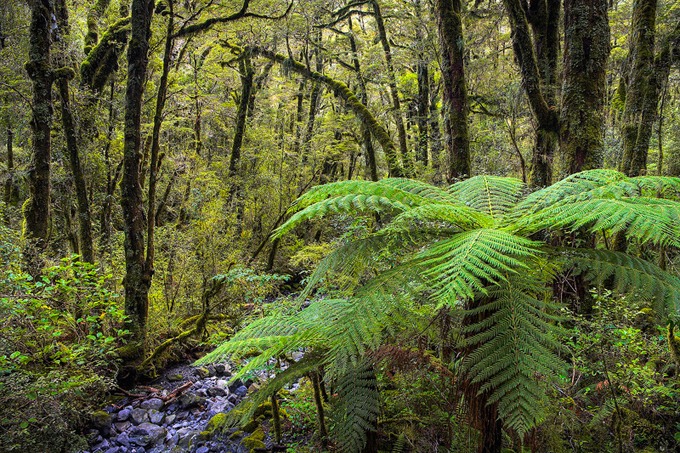 0020 Fiordland National Park, South Island, New Zealand