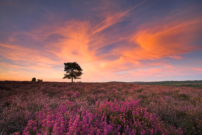 0026 New Forest, Hampshire