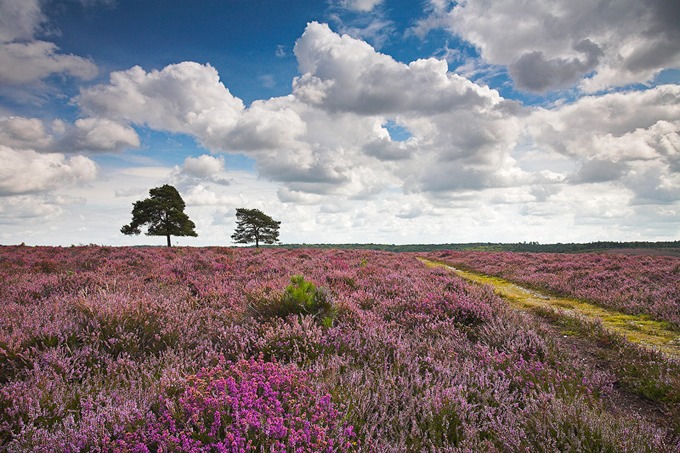 0027 New Forest, Hampshire
