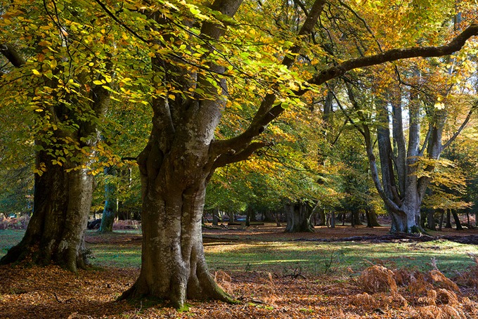 0030 New Forest, Hampshire