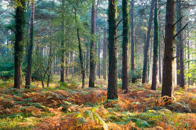 0046 Exmoor, Somerset