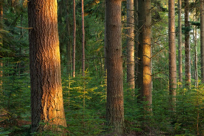 0095 New Forest, Hampshire
