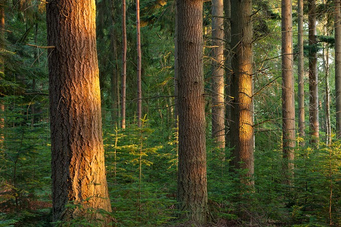 0095 New Forest, Hampshire