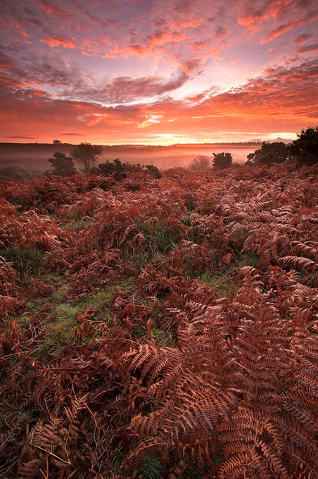 0125 New Forest, Hampshire