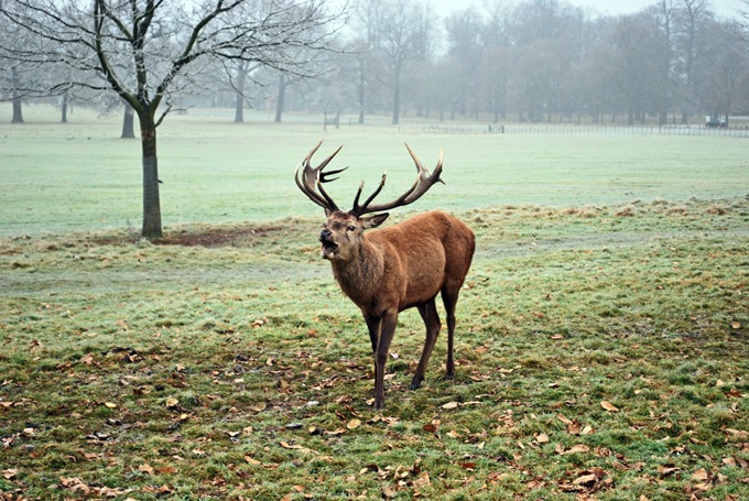 0400 Red Deer