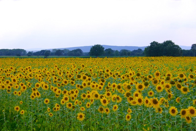 0414 Sunflowers