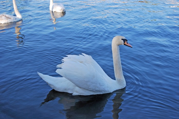 0428 Swan