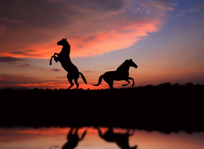 0462 horse oversunset