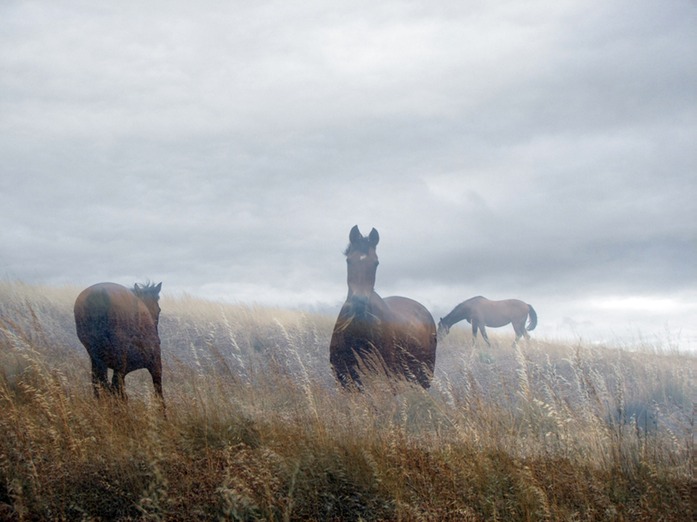 0463 horses in the mist