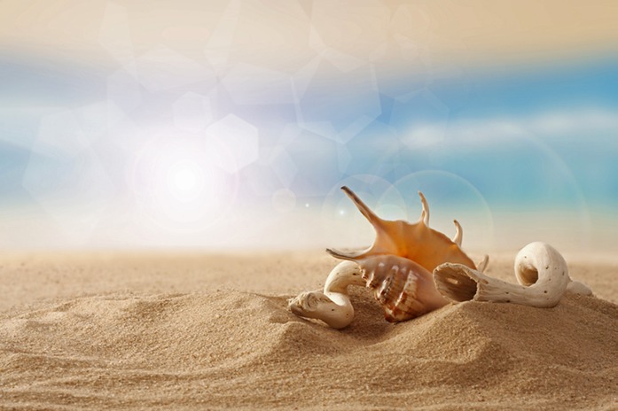 0913 seashells lores.jpg