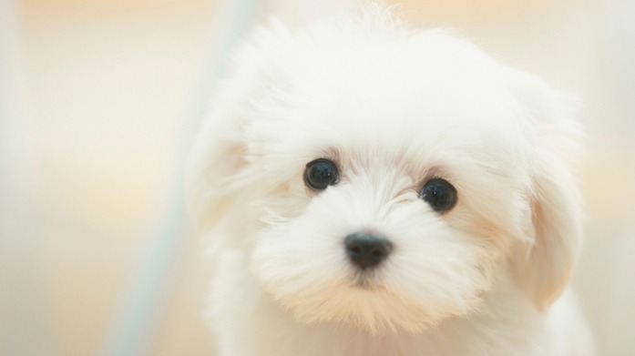 0916 cute puppy lores.jpg
