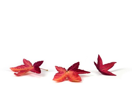 435 Red Maple Leaf leaves