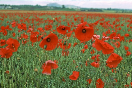 439 field of poppies.jpg