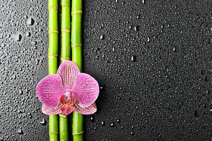 487 Orchid on Bamboo