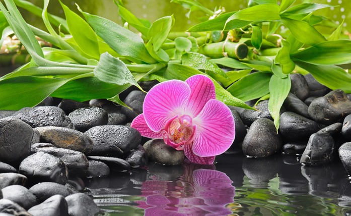 492 Orchid reflecting.jpg