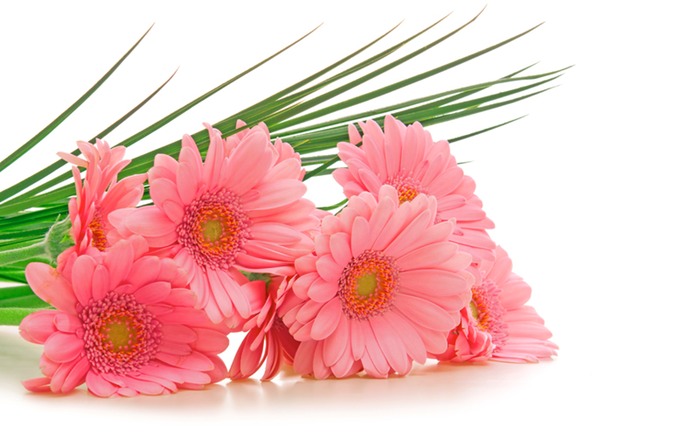 497 Pink Gerbera