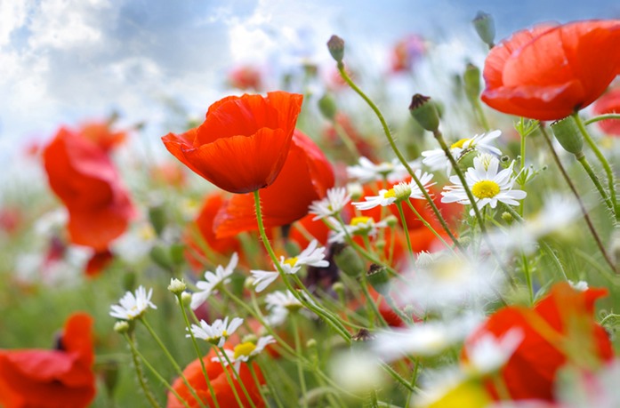 503 Poppies low res.jpg