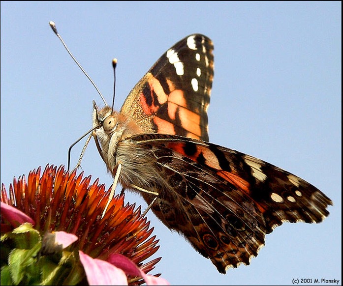 Painted Lady 4