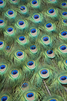 Peacock Tail Feathers